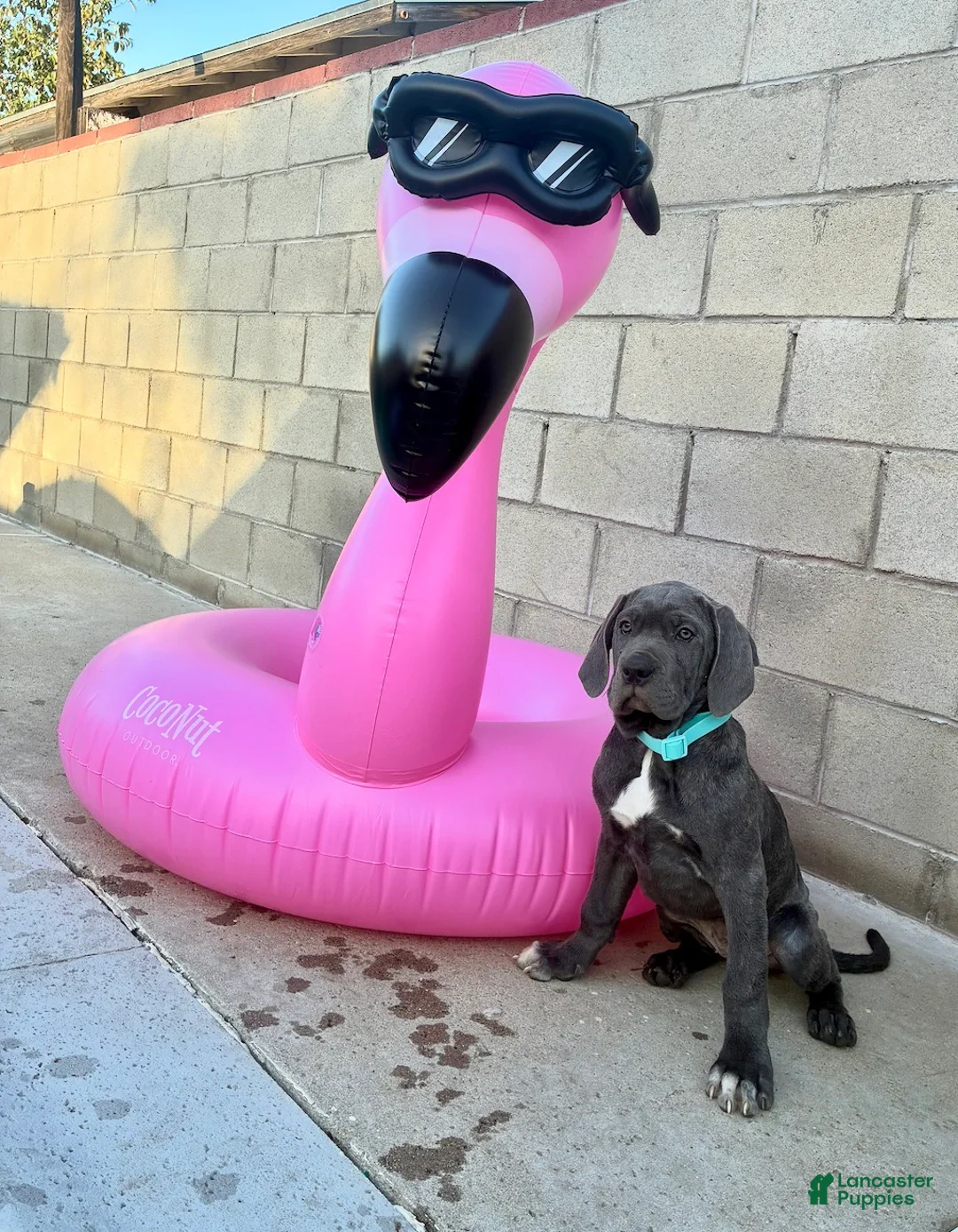 Cane Corso dogs for sale: ATHENA - Ad 1