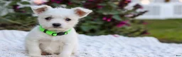 Mixed Breed dogs for sale: Cutie - Ad 8