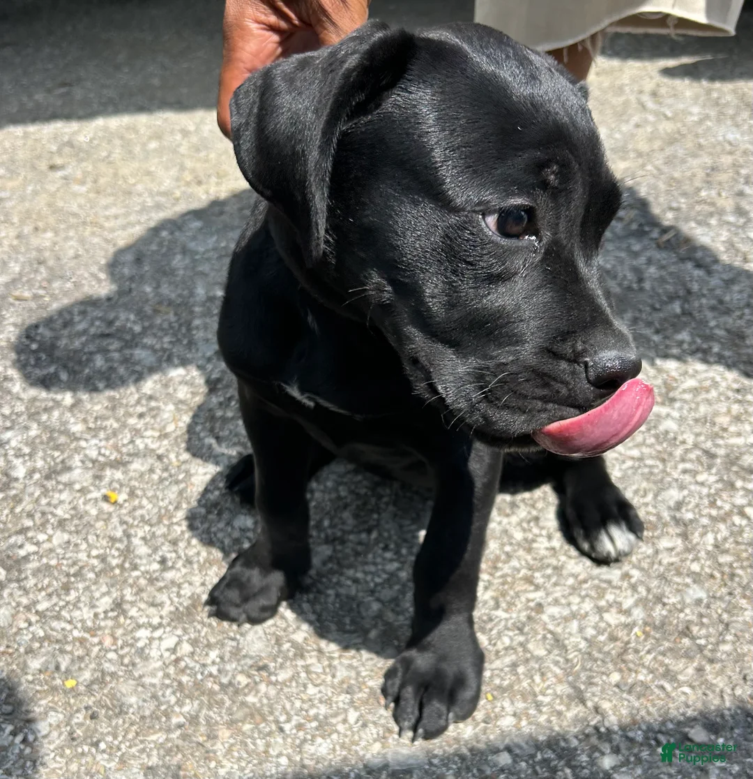 Cane Corso dogs for sale: ZAY AKC Registered, and Champion Bloodlines. - Ad 1
