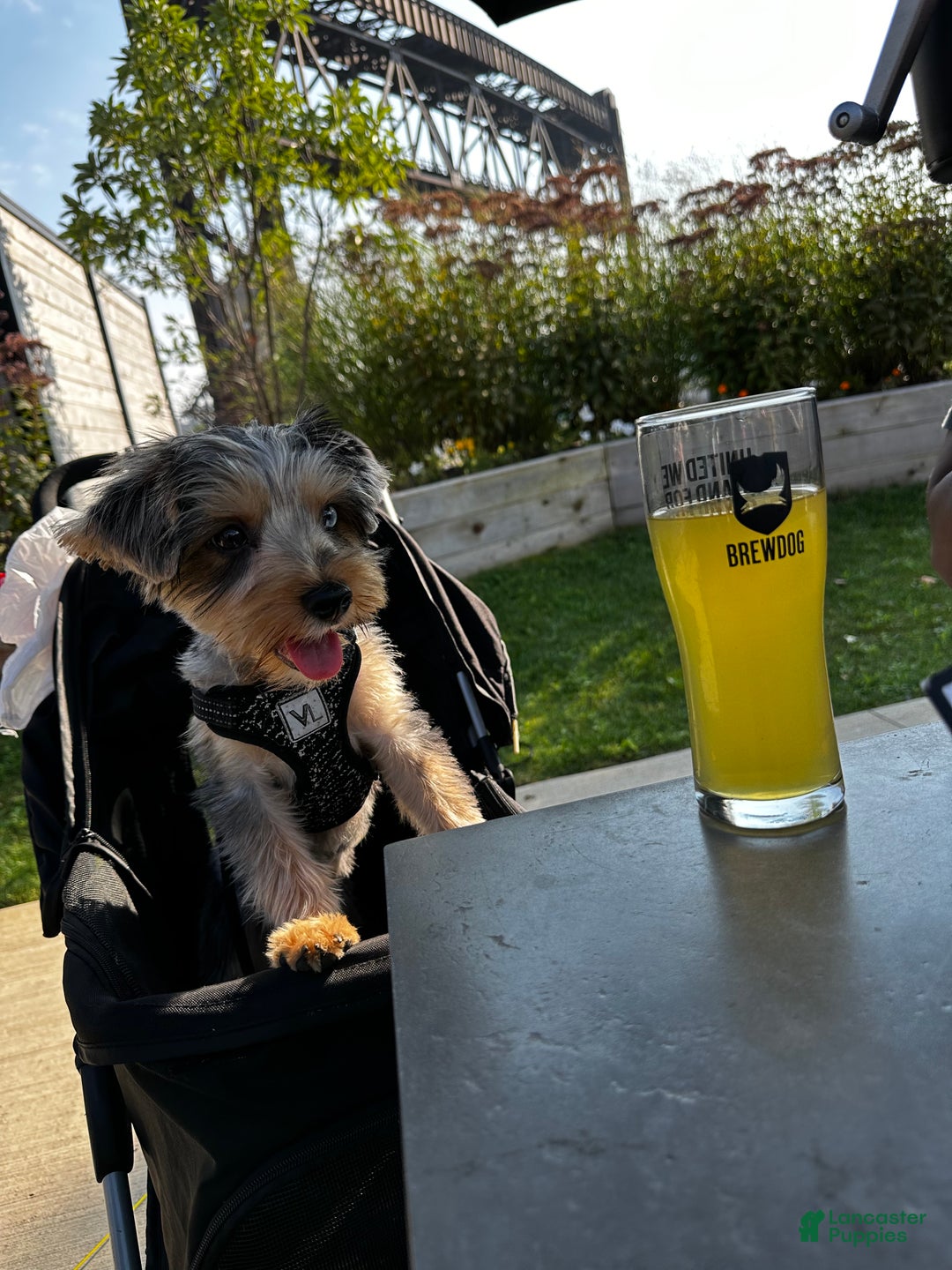 Yorkshire Terrier dogs for stud: KREED - Ad 6