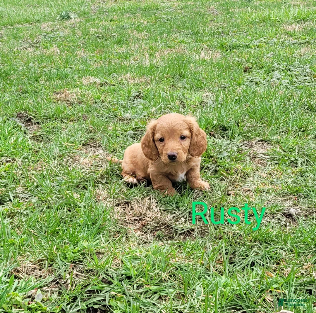 Dachshund dogs for sale: Rusty - Ad 2