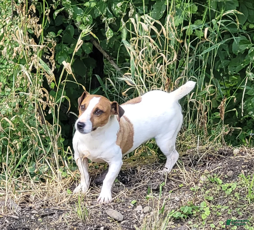 Jack Russell Terrier dogs for sale: Moses STUD for sale - Ad 6