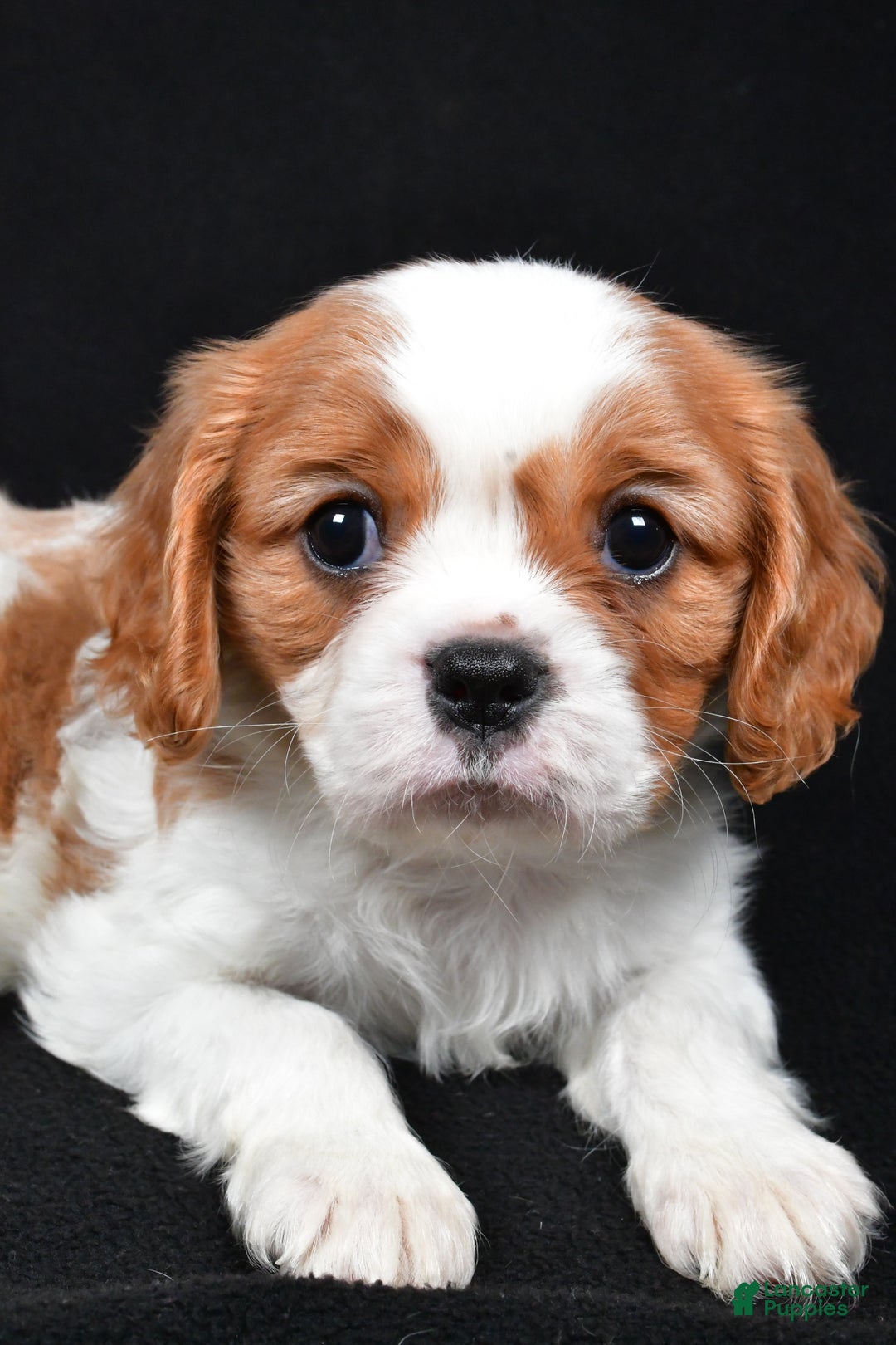 Cavalier King Charles Spaniel dogs for sale: Patrick - Ad 4