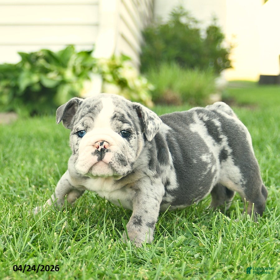 English Bulldog dogs Lucky  - Ad 1