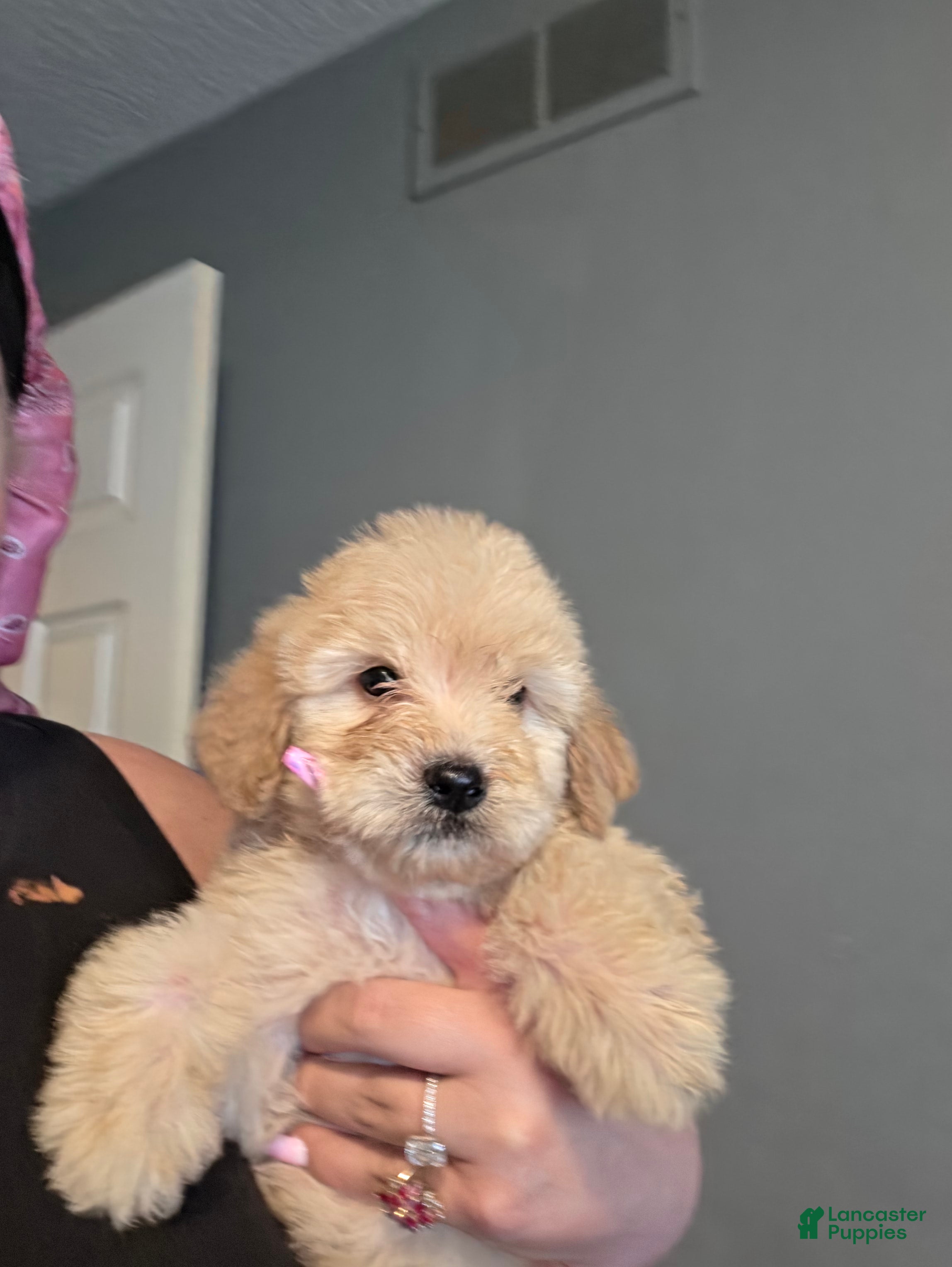 Goldendoodle dogs Goldendoodle 3 - Ad 22
