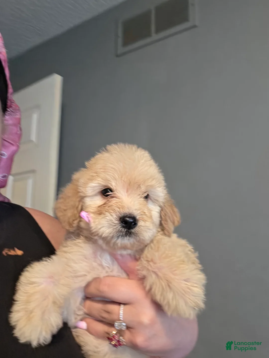 Goldendoodle dogs for sale: Goldendoodle 3 - Ad 1