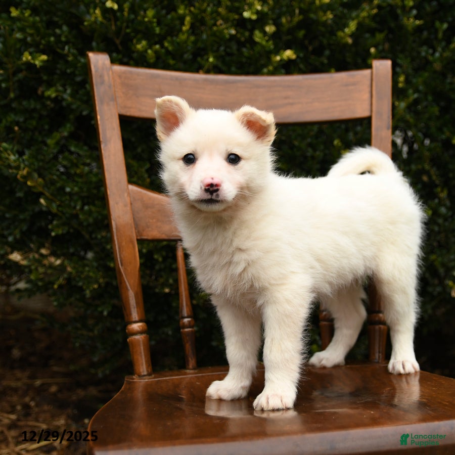 Mixed Breed dogs Ocean - Ad 27