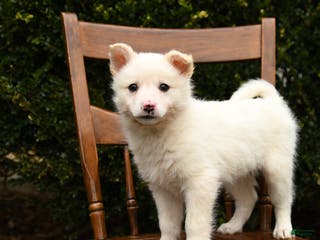 Mixed Breed dogs Ocean - Ad 37
