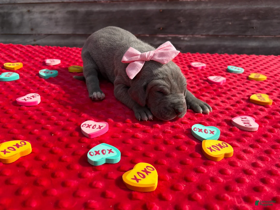 Great Dane dogs for sale: Great Dane - Pink - Ad 2