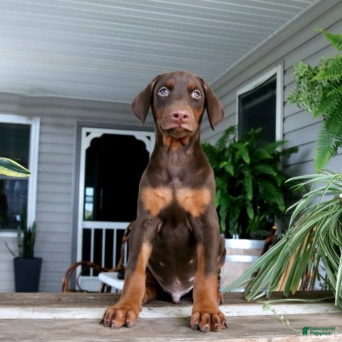 Doberman Pinscher dogs Wesley - Ad 1