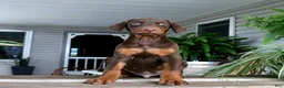 Doberman Pinscher dogs for sale: Wesley - Ad 1