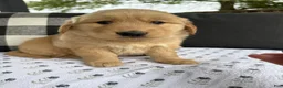 Golden Retriever dogs for sale: Victor - Ad 2