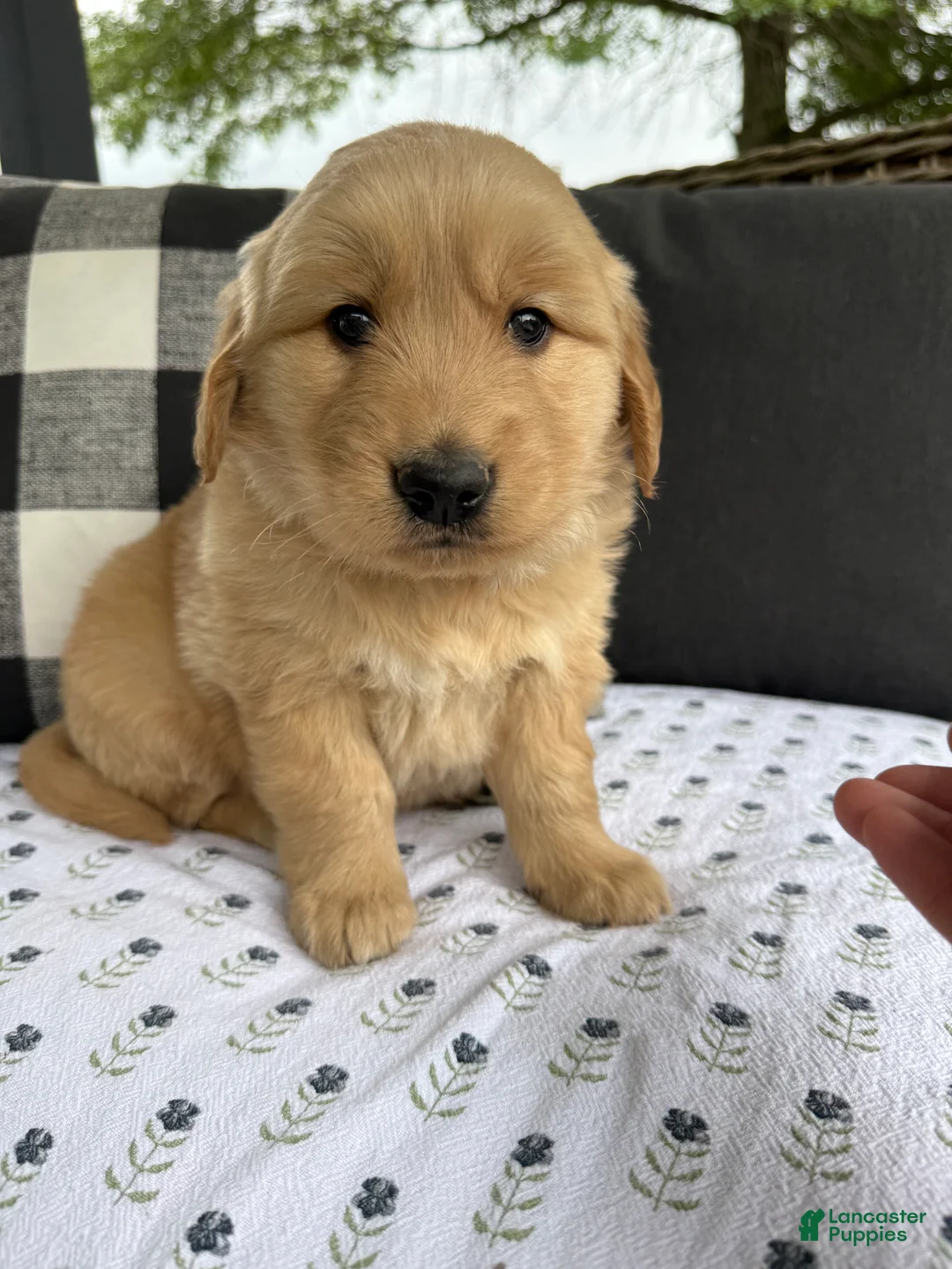Golden Retriever dogs for sale: Victor - Ad 2