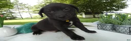 Sheprador dogs for sale: Sheprador 6 Sly - Ad 2