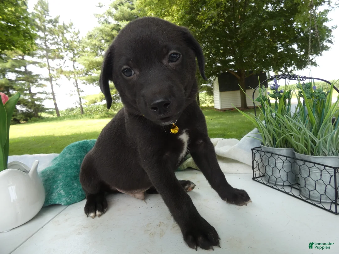 Sheprador dogs for sale: Sheprador 6 Sly - Ad 2