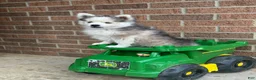 Pomsky dogs for sale: Rascal  - Ad 17
