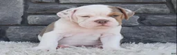 Beabull dogs for sale: Bruno  - Ad 2