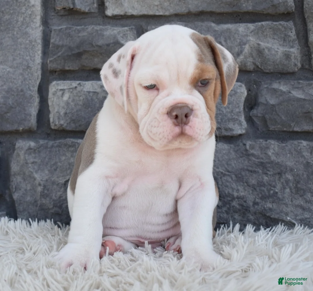 Beabull dogs for sale: Bruno  - Ad 2