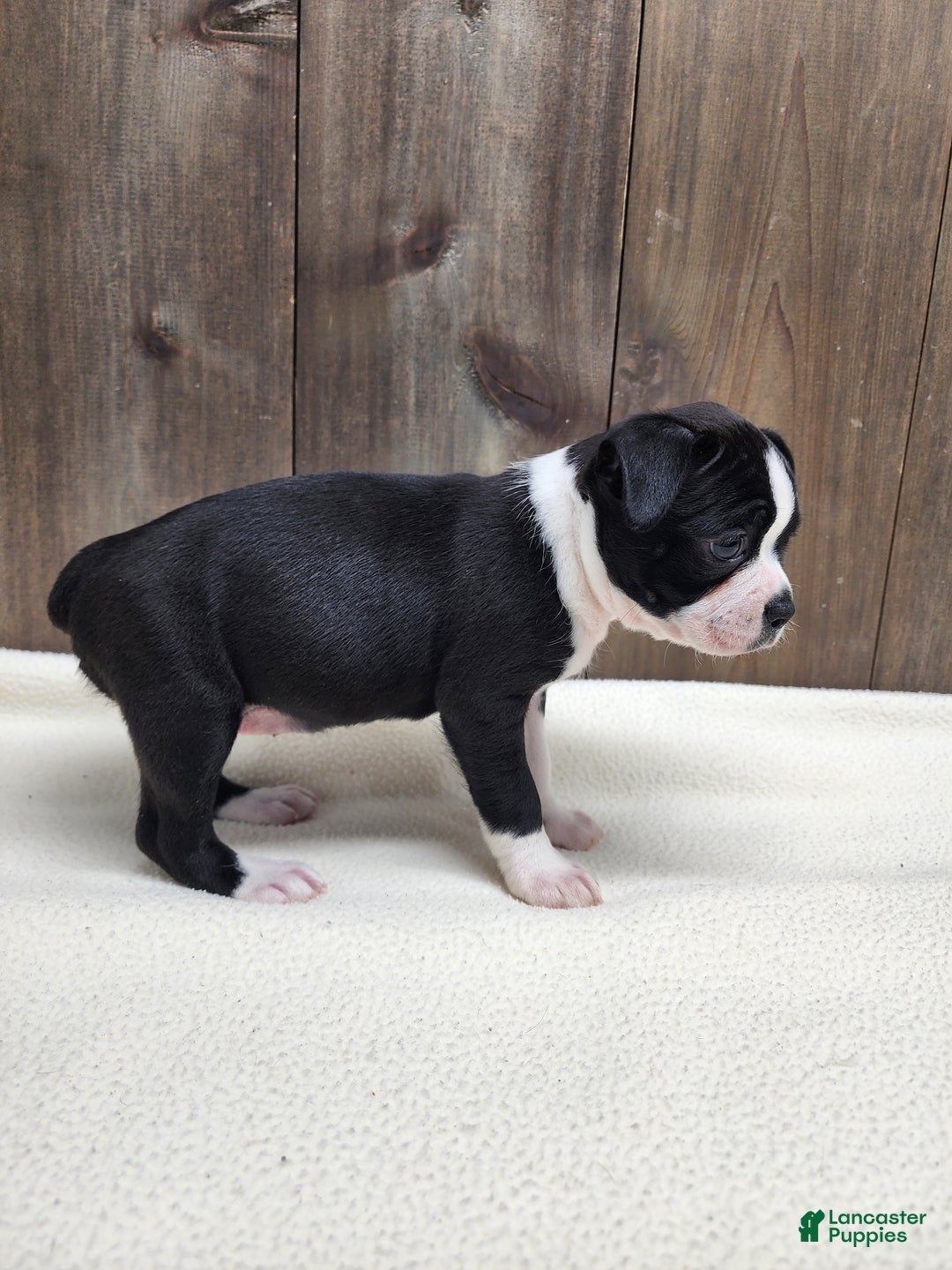 Boston Terrier dogs for sale: Boston Terrier Puppy 6 - Ad 10