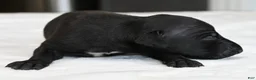 Italian Greyhound dogs for sale: Skylar  - Ad 2