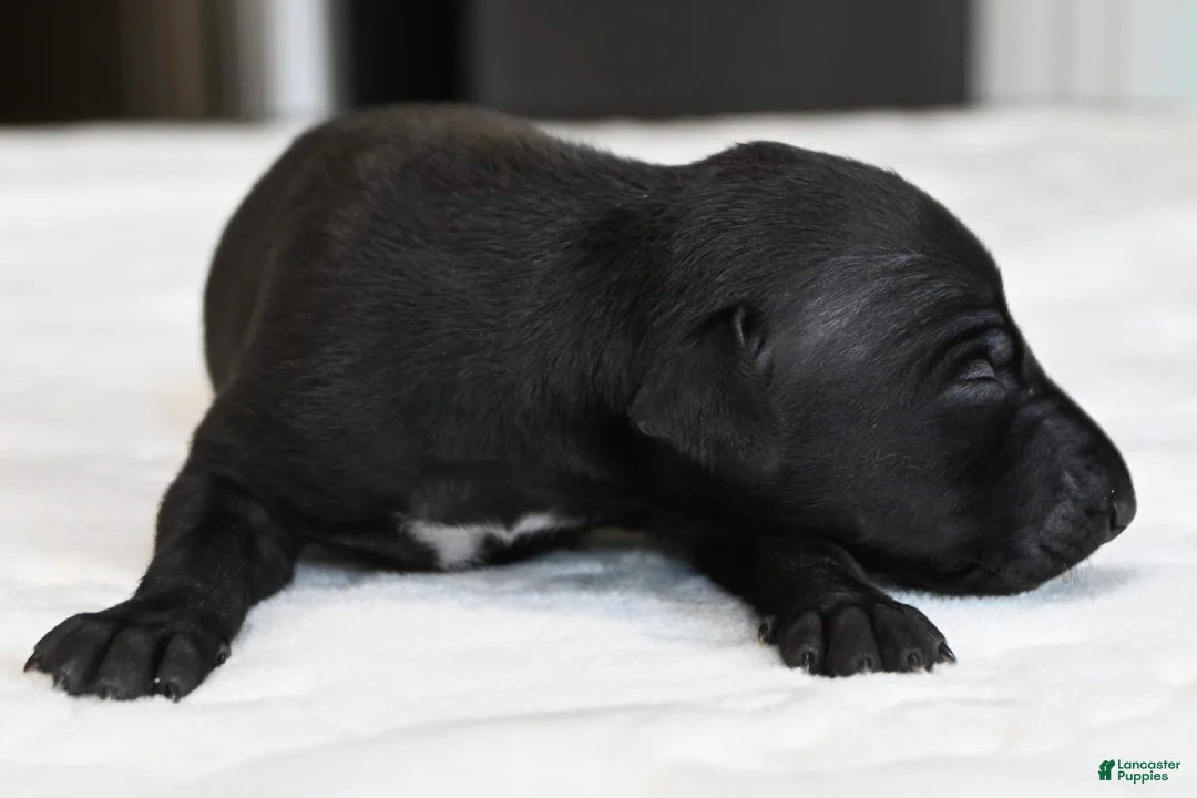 Italian Greyhound dogs for sale: Skylar  - Ad 2