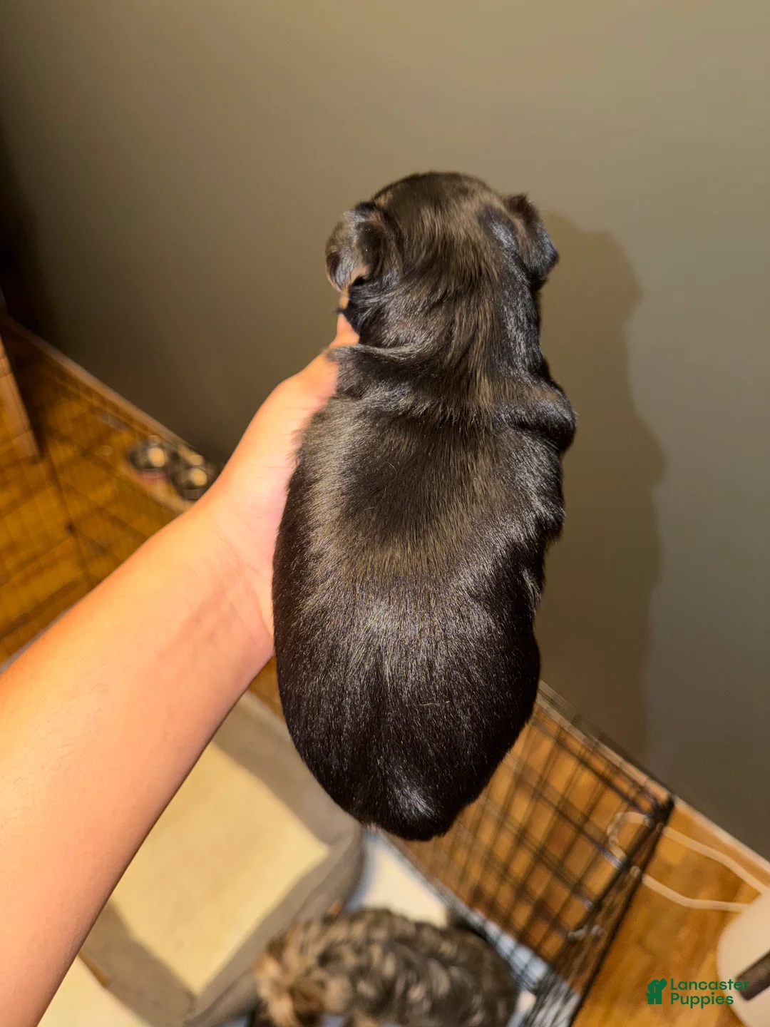 Yorkshire Terrier dogs for sale: Yorkshire Terrier Puppy 2 - Ad 3