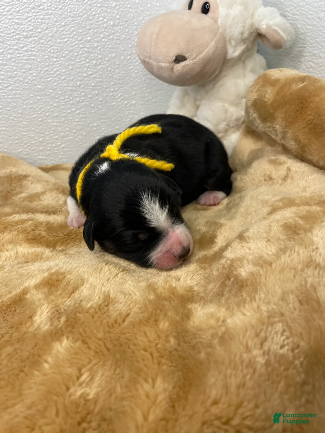 Australian Shepherd dogs for sale: Crash - Ad 1