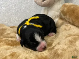 Australian Shepherd dogs Crash - Ad 11