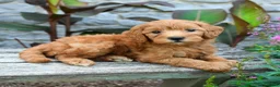 Mini Goldendoodle dogs for sale: Brielle - Ad 2