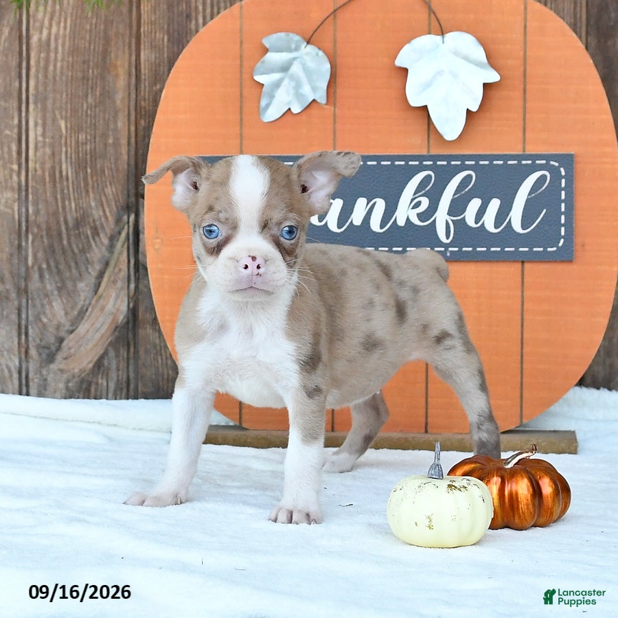 Boston Terrier dogs Kylie - Ad 1