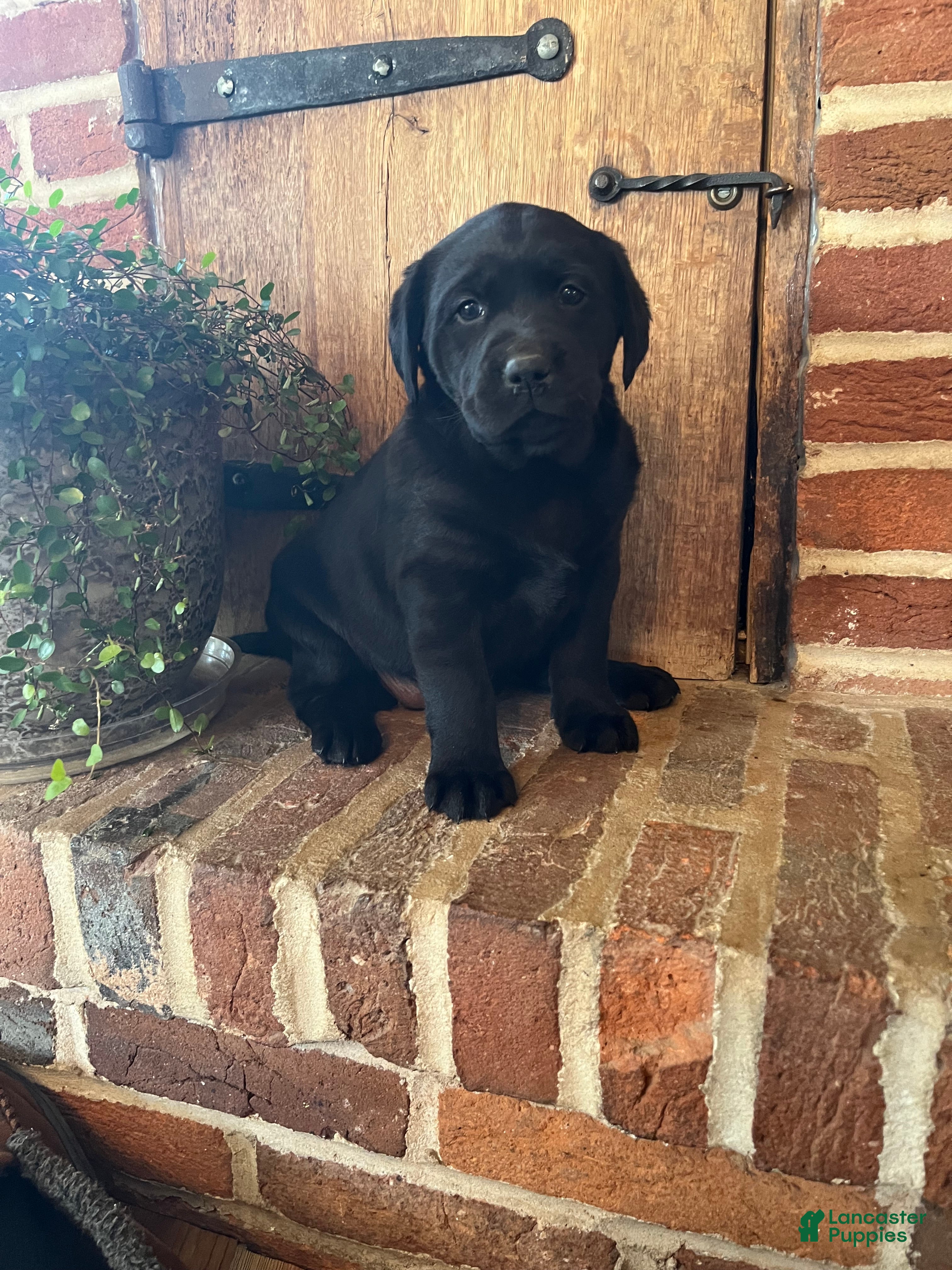 Labrador Retriever dogs Bella - Ad 2