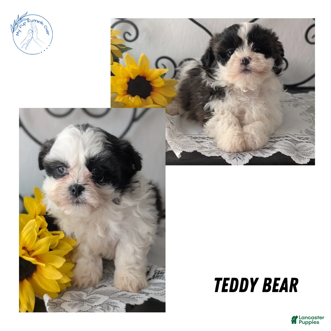 Teddy Bear dogs for sale: Izzy - Ad 11
