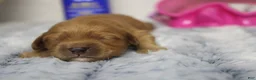 Cockapoo dogs for sale: Katie - Ad 10