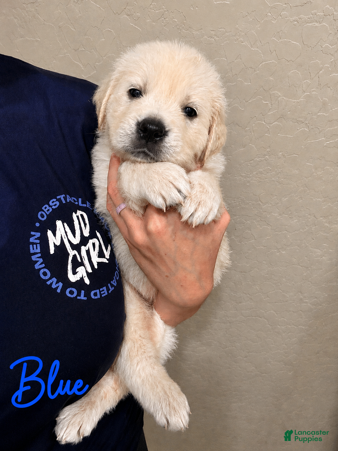 Golden Retriever dogs Aspen - Ad 2