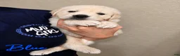 Golden Retriever dogs for sale: Aspen - Ad 2