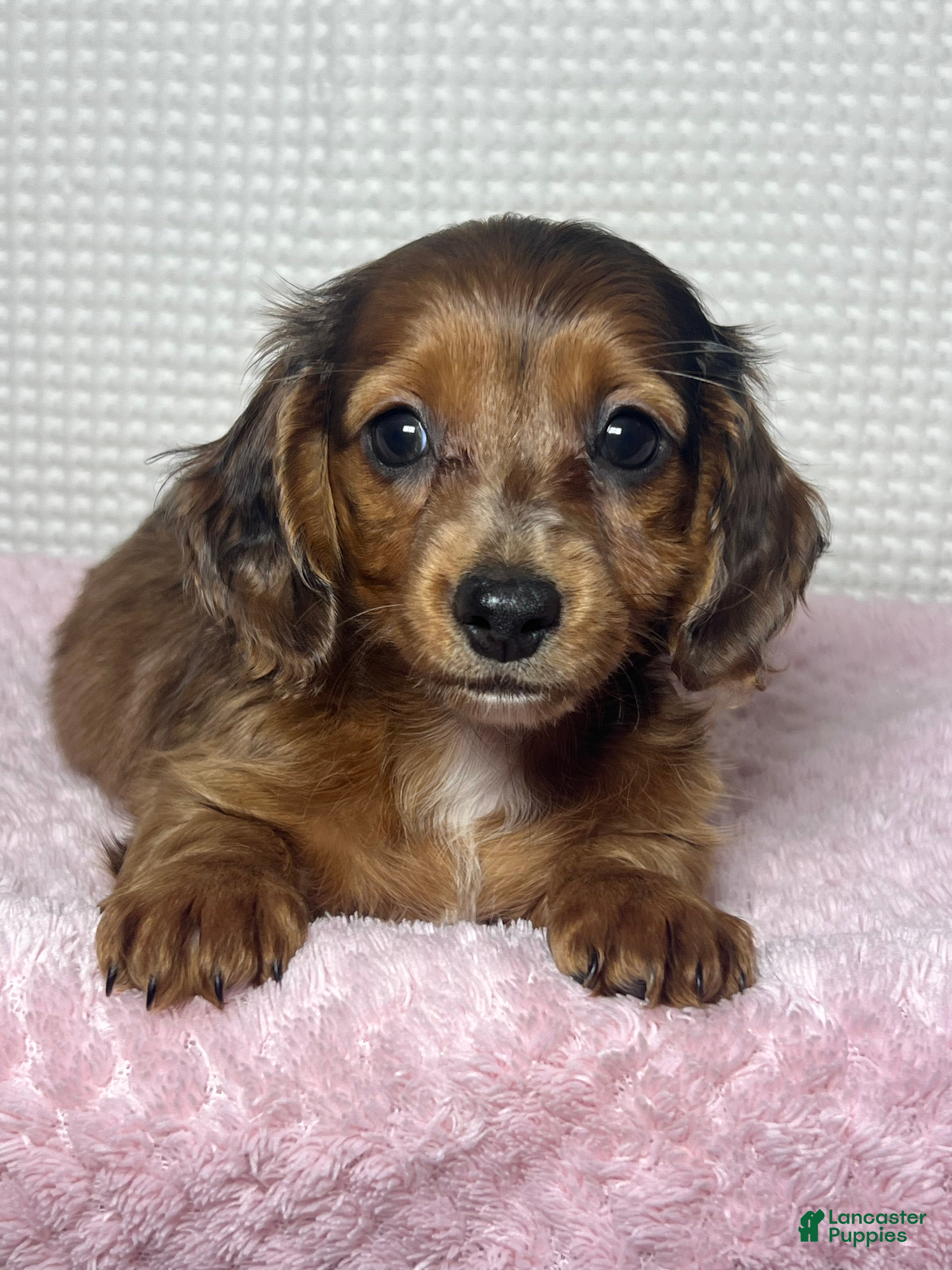 Miniature Dachshund dogs Tula  - Ad 1