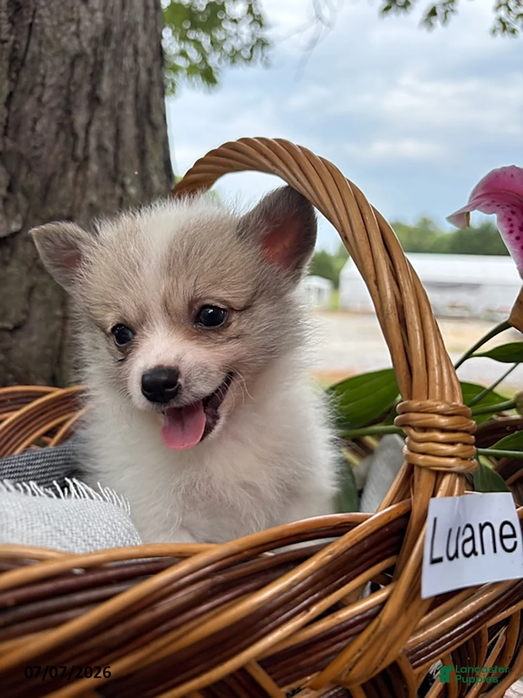 Mixed Breed dogs for sale: Luane - Ad 2