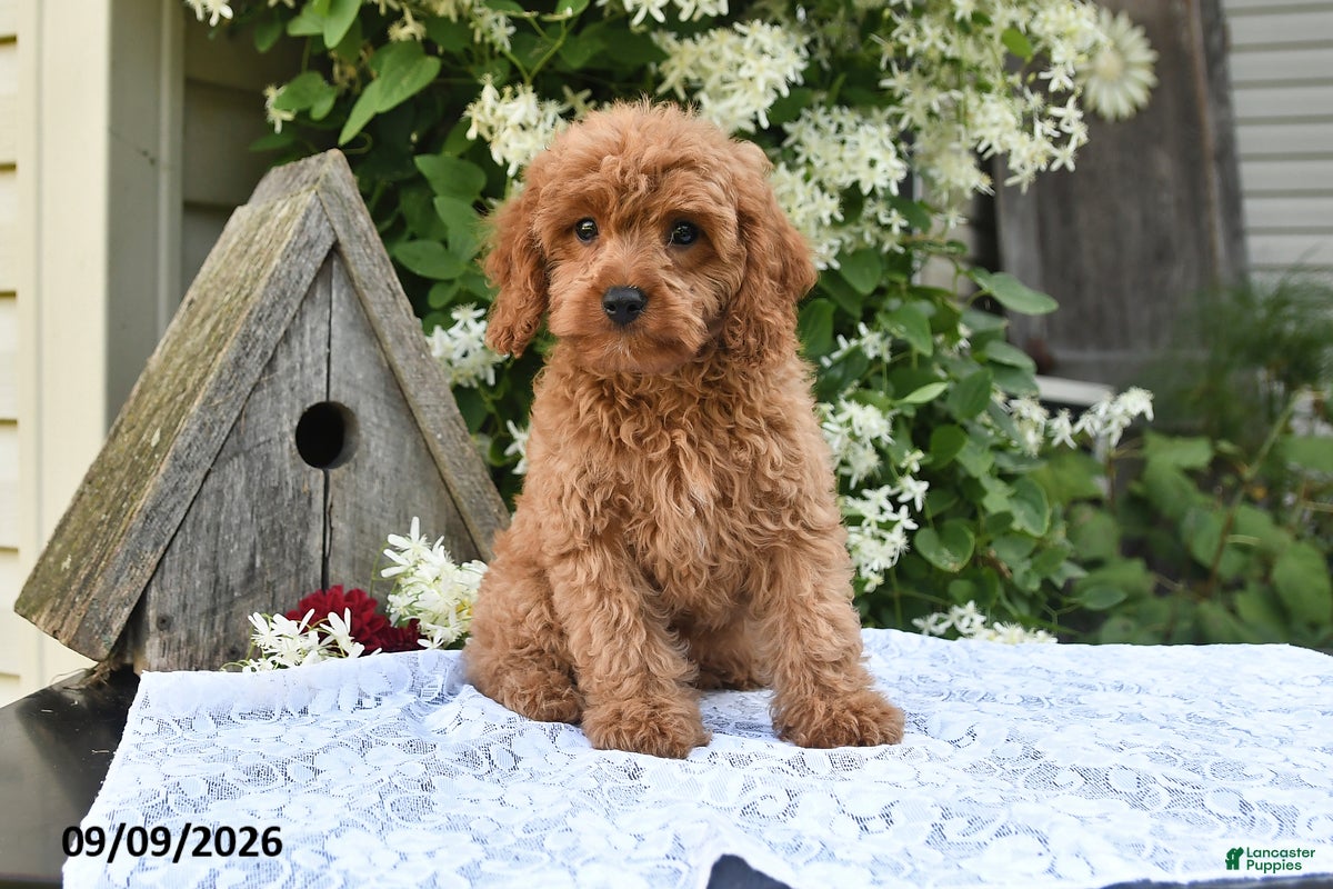 Cavapoo dogs Artie - Ad 2