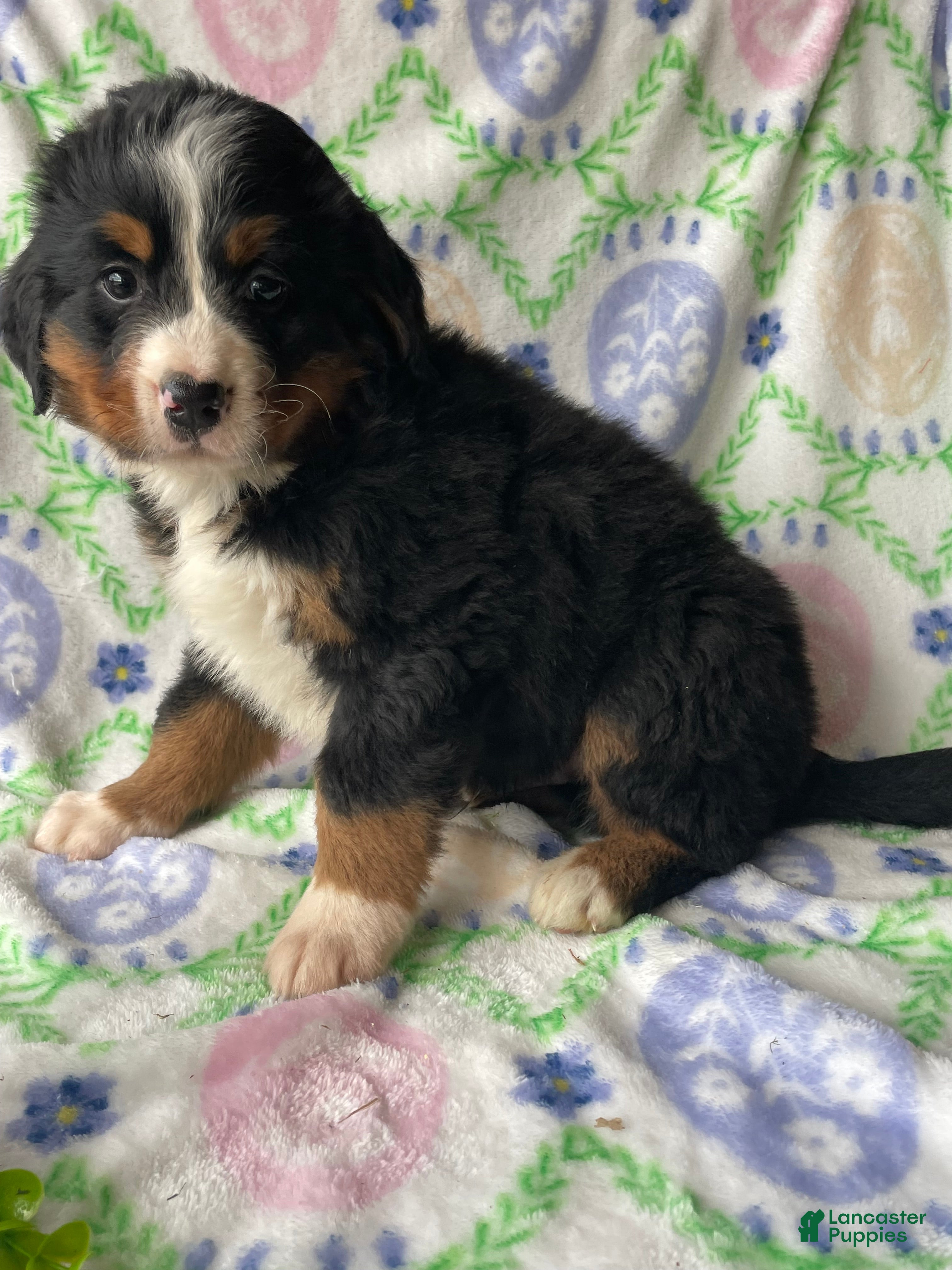 Bernese Mountain Dog dogs Summit - Ad 4