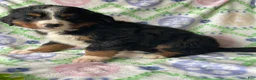Bernese Mountain Dog dogs for sale: Summit - Ad 1