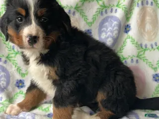 Bernese Mountain Dog dogs Summit - Ad 4