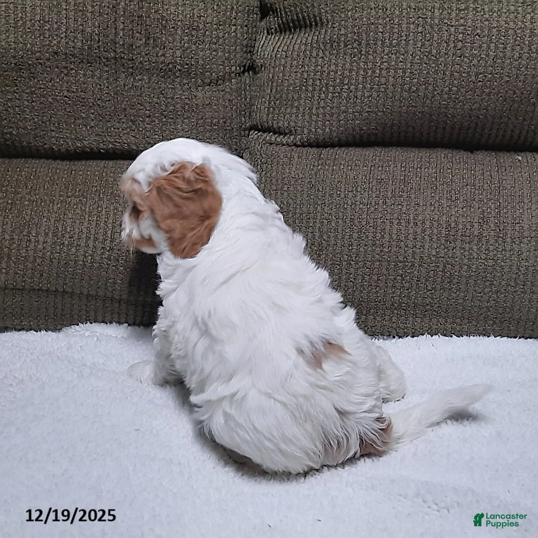 Cavapoo dogs for sale: Charlie - Ad 5