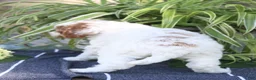 Mini Goldendoodle dogs for sale: Blizzard - Ad 5