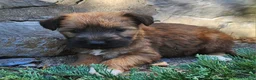 Mixed Breed dogs for sale: Belle - Ad 3