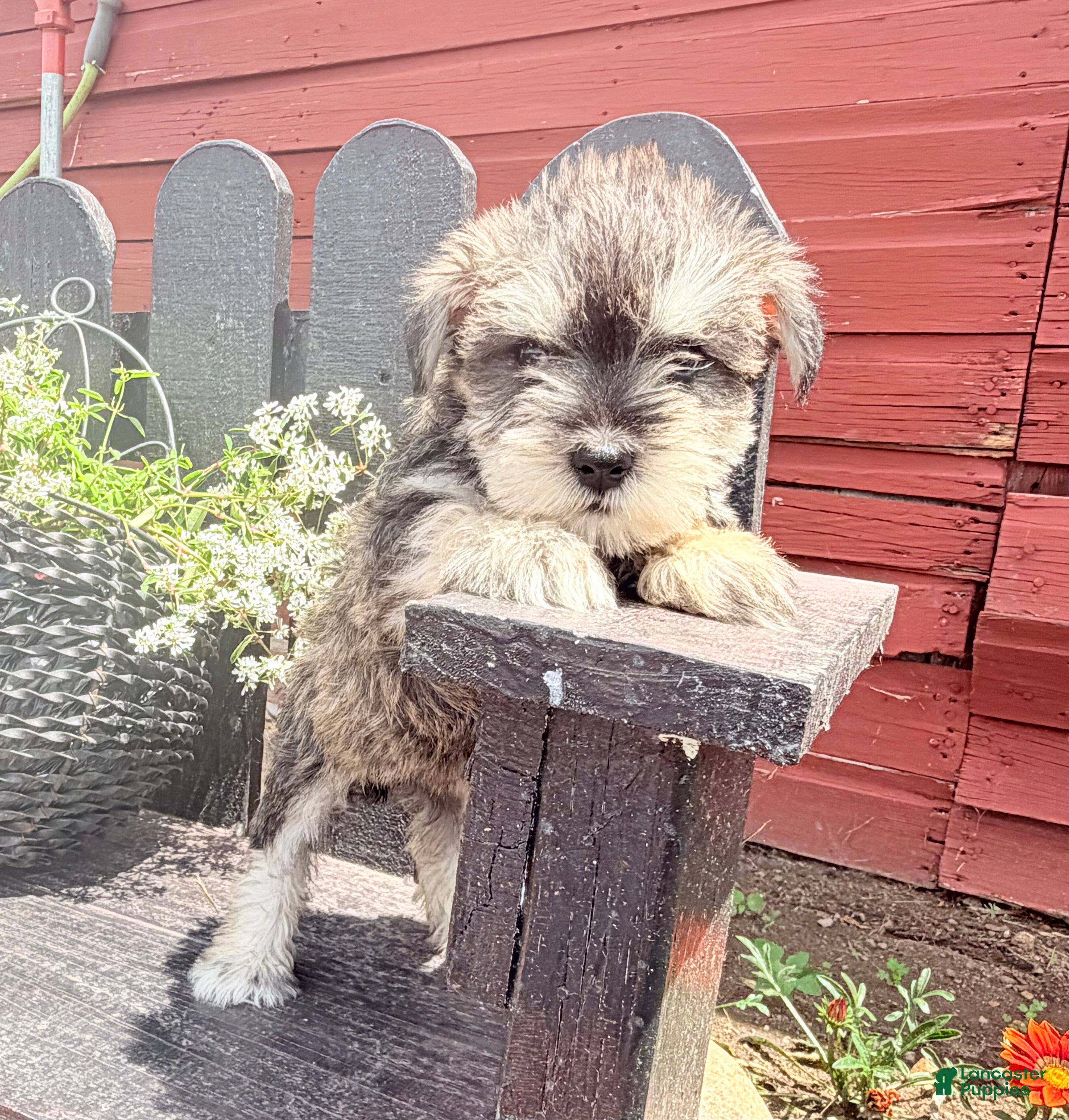 Miniature Schnauzer dogs Sadie - Ad 2