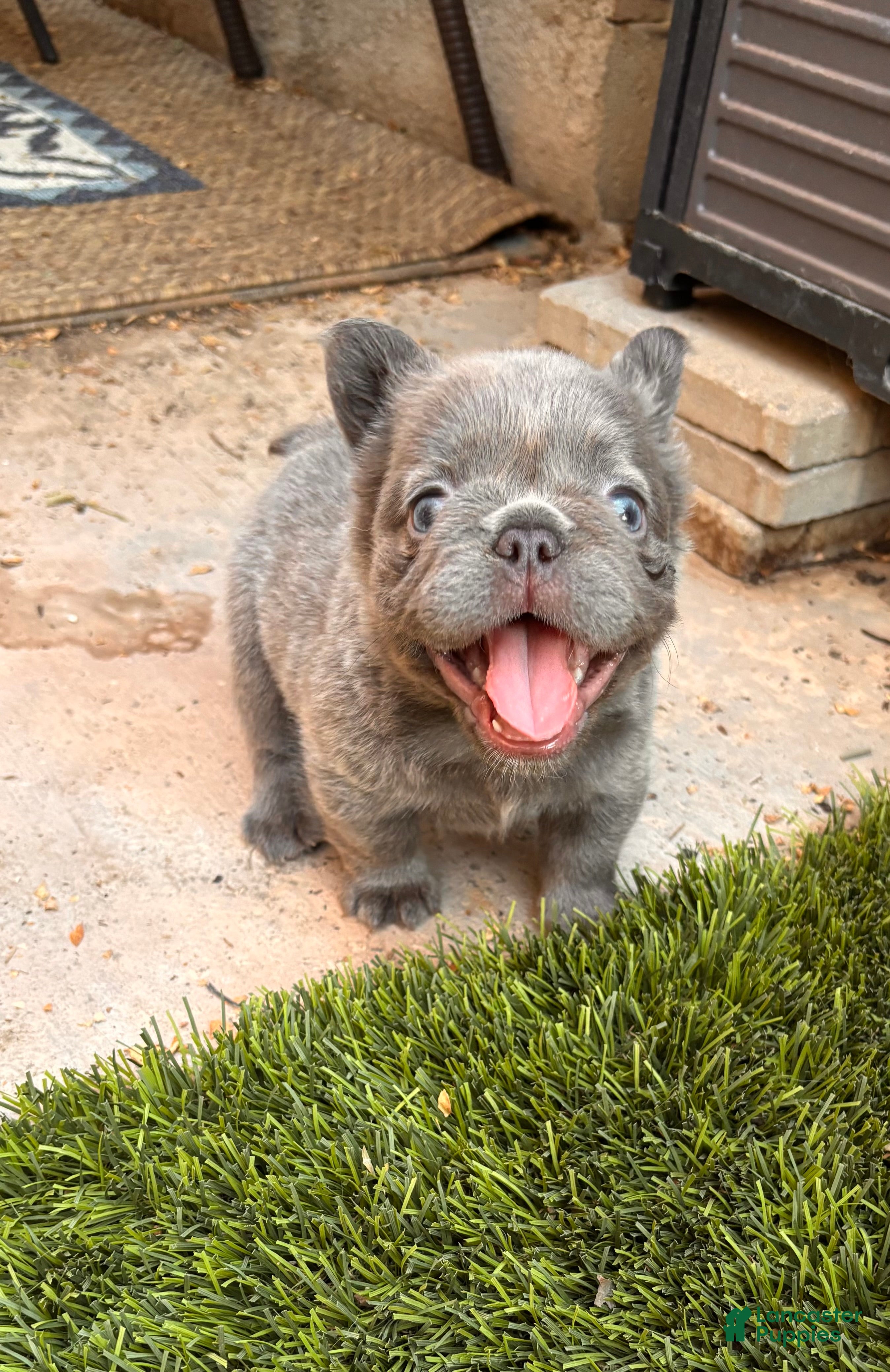 French Bulldog dogs French Bulldog 4 - Ad 2