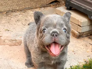 French Bulldog dogs French Bulldog 4 - Ad 2