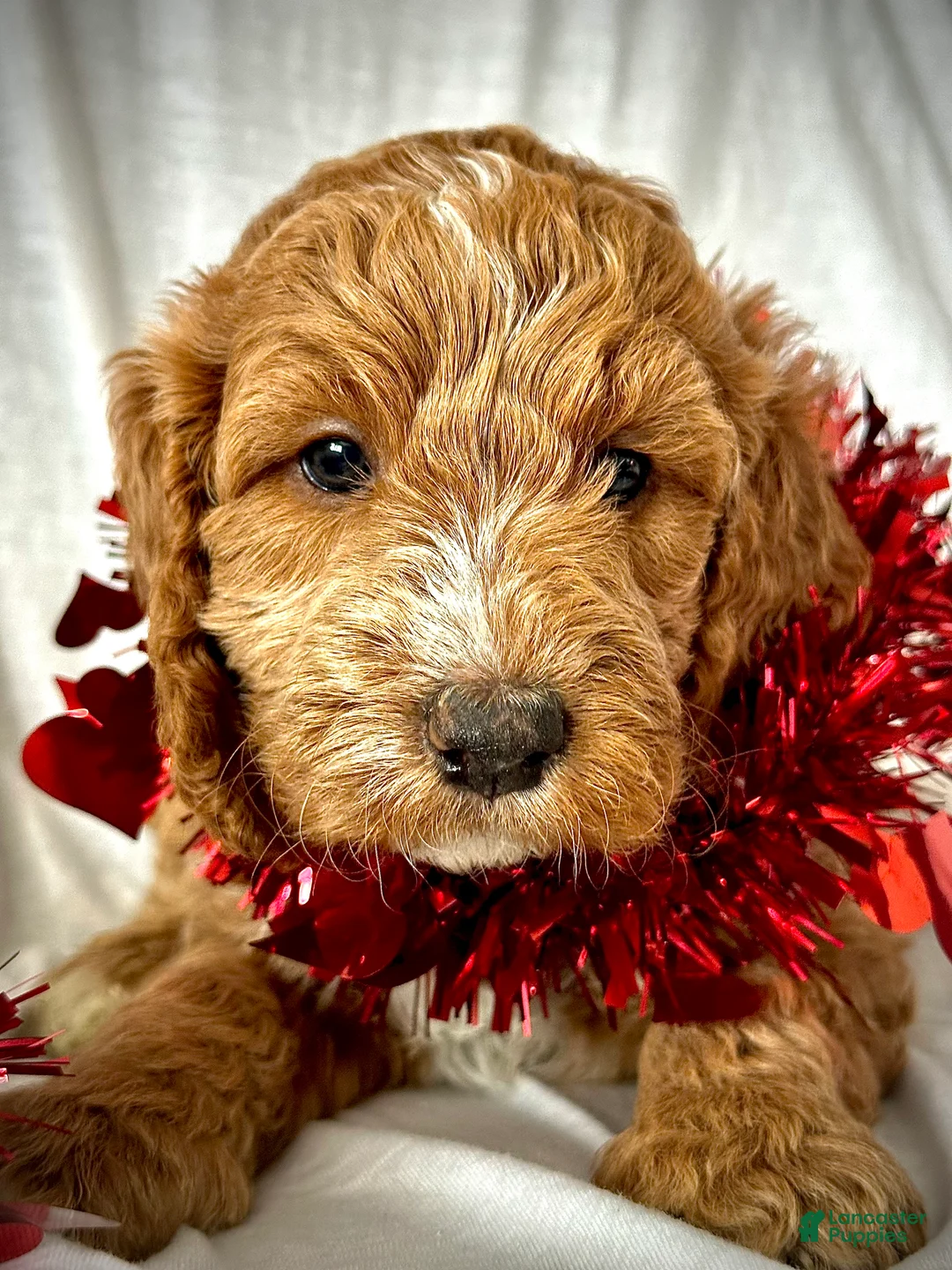 Irish Doodle dogs for sale: Aurora-In home Raised - Ad 1