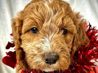 Irish Doodle dogs Aurora-In home Raised - Ad 6