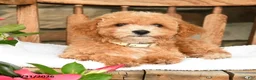 Bichpoo dogs for sale: Jerry - Ad 4